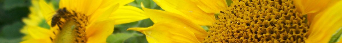 Idaho Flower Farms sunflowers